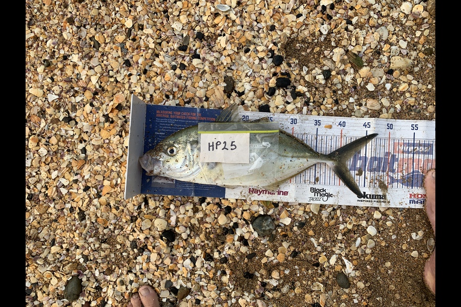 Mark Piskulic caught this 41.0cm Trevally at Northland during The Hirepool Baitmates Fishing Comp